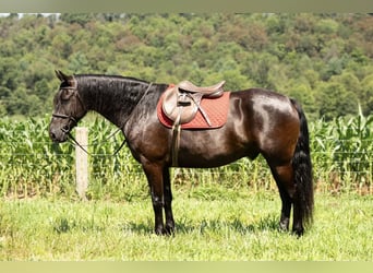 Fries paard, Ruin, 7 Jaar, 160 cm, Zwart