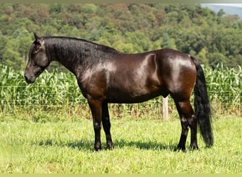 Fries paard, Ruin, 7 Jaar, 160 cm, Zwart