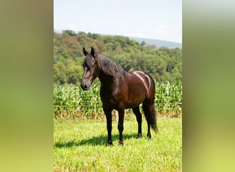 Fries paard, Ruin, 7 Jaar, 160 cm, Zwart
