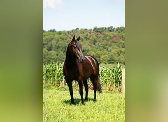 Fries paard, Ruin, 7 Jaar, 160 cm, Zwart