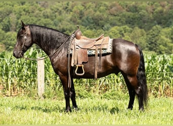 Fries paard, Ruin, 7 Jaar, 160 cm, Zwart