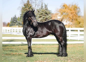 Fries paard, Ruin, 7 Jaar, 160 cm, Zwart