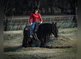 Fries paard Mix, Ruin, 7 Jaar, 160 cm, Zwart