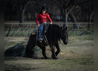 Fries paard Mix, Ruin, 7 Jaar, 160 cm, Zwart