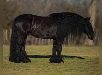 Fries paard Mix, Ruin, 7 Jaar, 160 cm, Zwart