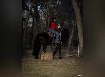 Fries paard Mix, Ruin, 7 Jaar, 160 cm, Zwart