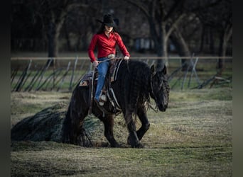 Fries paard Mix, Ruin, 7 Jaar, 160 cm, Zwart