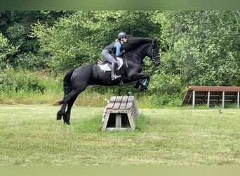 Fries paard, Ruin, 7 Jaar, 162 cm, Zwartbruin