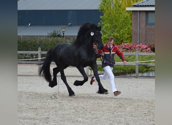 Fries paard, Ruin, 7 Jaar, 162 cm, Zwartbruin