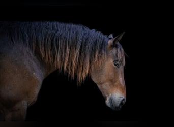 Fries paard, Ruin, 7 Jaar, 163 cm, Buckskin