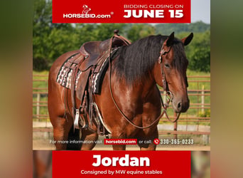 Fries paard Mix, Ruin, 7 Jaar, 163 cm, Roodbruin