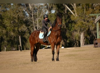 Fries paard Mix, Ruin, 7 Jaar, 163 cm, Roodbruin