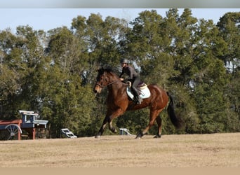 Fries paard Mix, Ruin, 7 Jaar, 163 cm, Roodbruin