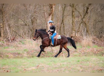 Fries paard, Ruin, 7 Jaar, 163 cm, Roodbruin