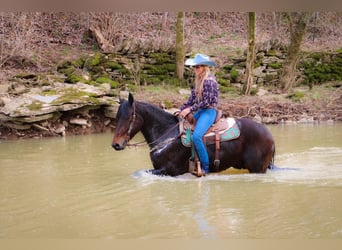 Fries paard, Ruin, 7 Jaar, 163 cm, Roodbruin