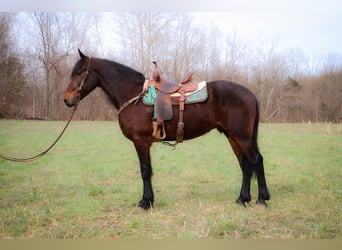 Fries paard, Ruin, 7 Jaar, 163 cm, Roodbruin