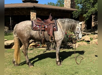 Fries paard, Ruin, 7 Jaar, 163 cm, Schimmel