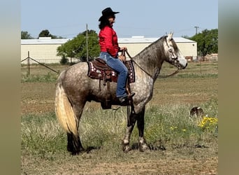 Fries paard, Ruin, 7 Jaar, 163 cm, Schimmel