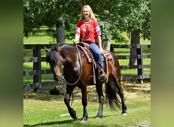 Fries paard, Ruin, 7 Jaar, 163 cm, Zwart
