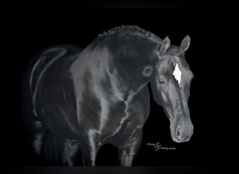 Fries paard, Ruin, 7 Jaar, 163 cm, Zwart