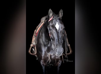 Fries paard, Ruin, 7 Jaar, 163 cm, Zwart