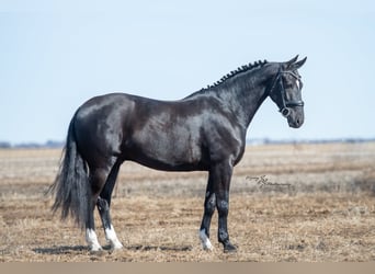 Fries paard, Ruin, 7 Jaar, 163 cm, Zwart