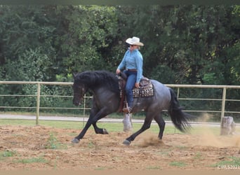 Fries paard, Ruin, 7 Jaar, 165 cm, Roan-Blue