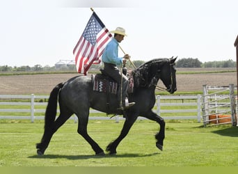 Fries paard, Ruin, 7 Jaar, 165 cm, Roan-Blue