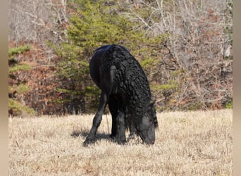 Fries paard, Ruin, 7 Jaar, 165 cm, Zwart
