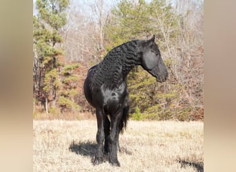 Fries paard, Ruin, 7 Jaar, 165 cm, Zwart
