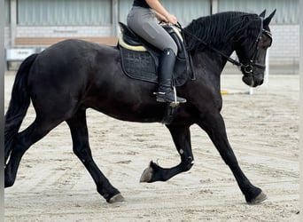 Fries paard, Ruin, 7 Jaar, 168 cm