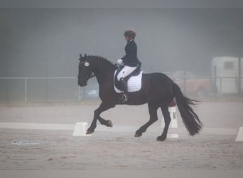 Fries paard, Ruin, 7 Jaar, 168 cm, Zwart