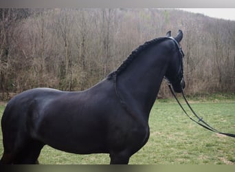 Fries paard, Ruin, 7 Jaar, 168 cm, Zwart
