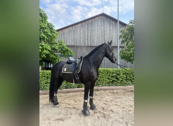 Fries paard, Ruin, 7 Jaar, 168 cm, Zwart