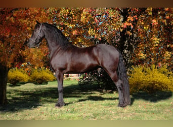 Fries paard, Ruin, 7 Jaar, 168 cm, Zwart