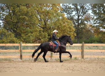 Fries paard, Ruin, 7 Jaar, 168 cm, Zwart