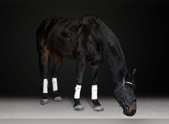 Fries paard, Ruin, 7 Jaar, 170 cm, Donkerbruin