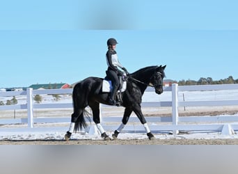 Fries paard, Ruin, 7 Jaar, 170 cm, Donkerbruin