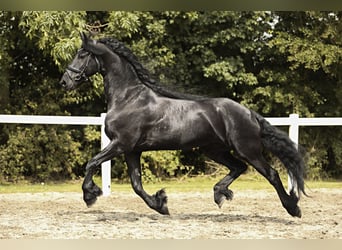 Fries paard, Ruin, 7 Jaar, 170 cm, Zwart