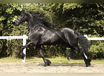 Fries paard, Ruin, 7 Jaar, 170 cm, Zwart