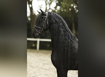 Fries paard, Ruin, 7 Jaar, 170 cm, Zwart