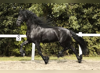 Fries paard, Ruin, 7 Jaar, 170 cm, Zwart