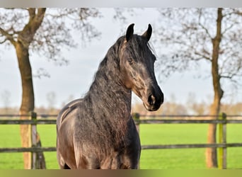 Fries paard, Ruin, 7 Jaar, 170 cm, Zwart