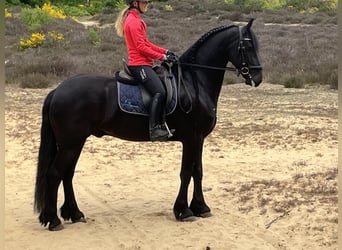 Fries paard, Ruin, 7 Jaar, 170 cm, Zwart