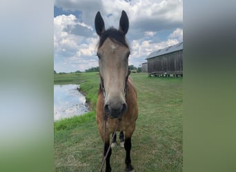 Fries paard, Ruin, 7 Jaar, 173 cm, Buckskin