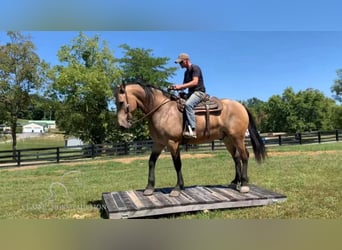 Fries paard, Ruin, 7 Jaar, 173 cm, Buckskin