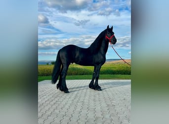 Fries paard, Ruin, 7 Jaar, 173 cm, Zwart