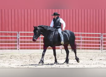 Fries paard, Ruin, 7 Jaar, 173 cm, Zwart