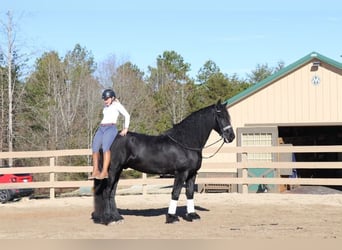 Fries paard, Ruin, 7 Jaar, 173 cm, Zwart