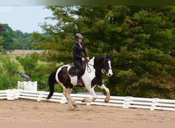 Fries paard Mix, Ruin, 7 Jaar, Gevlekt-paard